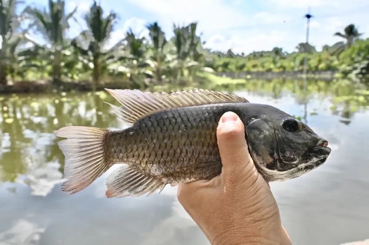 สั่งกรมประมง แก้ 'ปลาหมอคางดำระบาด' ใน 180 วัน ชี้! สมุทรสงคราม "เขตภัยพิบัติ"