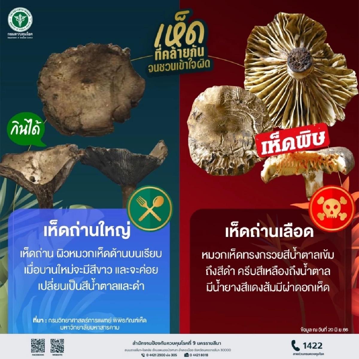เตือนภัยหน้าฝน! ระวัง "เห็ดพิษ" ดอกตูมแยกยากด้วยตาเปล่า ปี 69 ป่วยแล้วกว่า 300