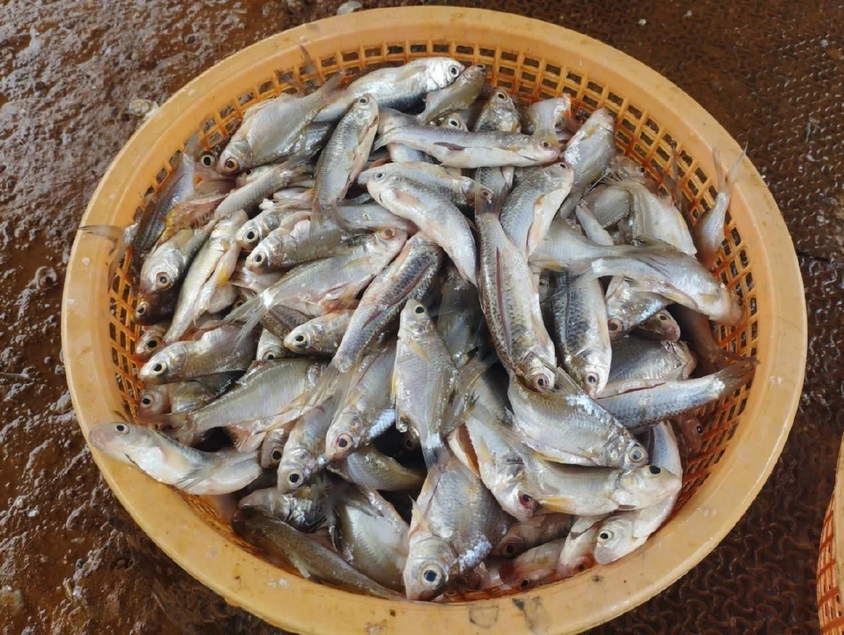 ถอดรหัส "ปลาหมอคางดำ" ผลวิจัย DNA ชี้! ไม่ได้มาจากแหล่งเดียว