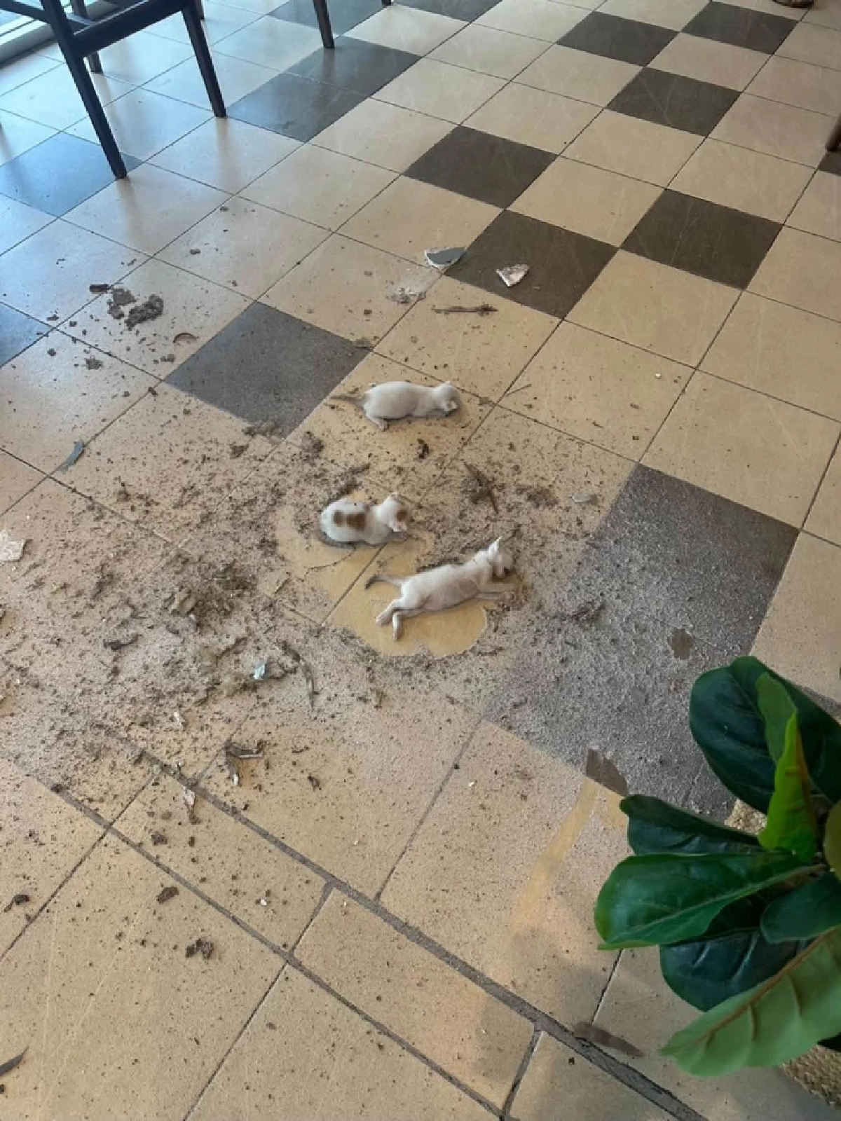 ขวัญเอยขวัญมา! แม่-ลูกแมว 3 ตัว ร่วงทะลุฝ้าร้านกาแฟ คอหวยแห่ตีเลข