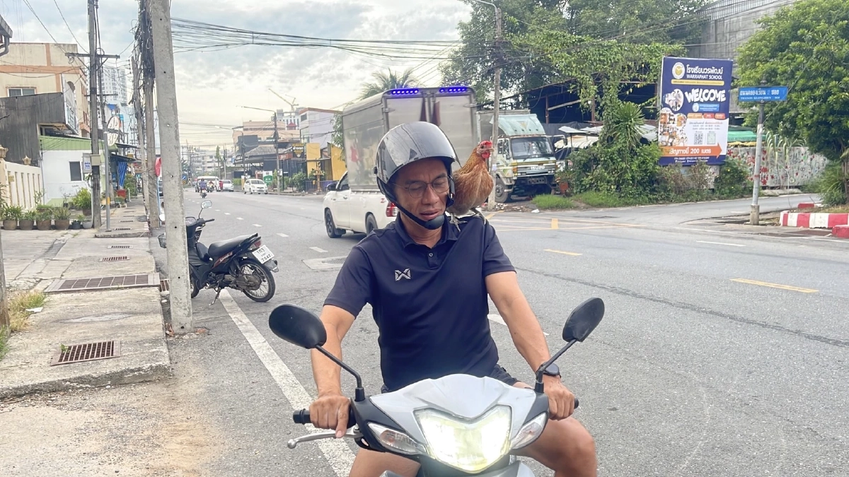 เอ็นดู! "น้องบุญลอย" ไก่ป่าแสนรู้ เกาะไหล่เจ้าของแว้นไป "ใส่บาตร" ทุกเช้า