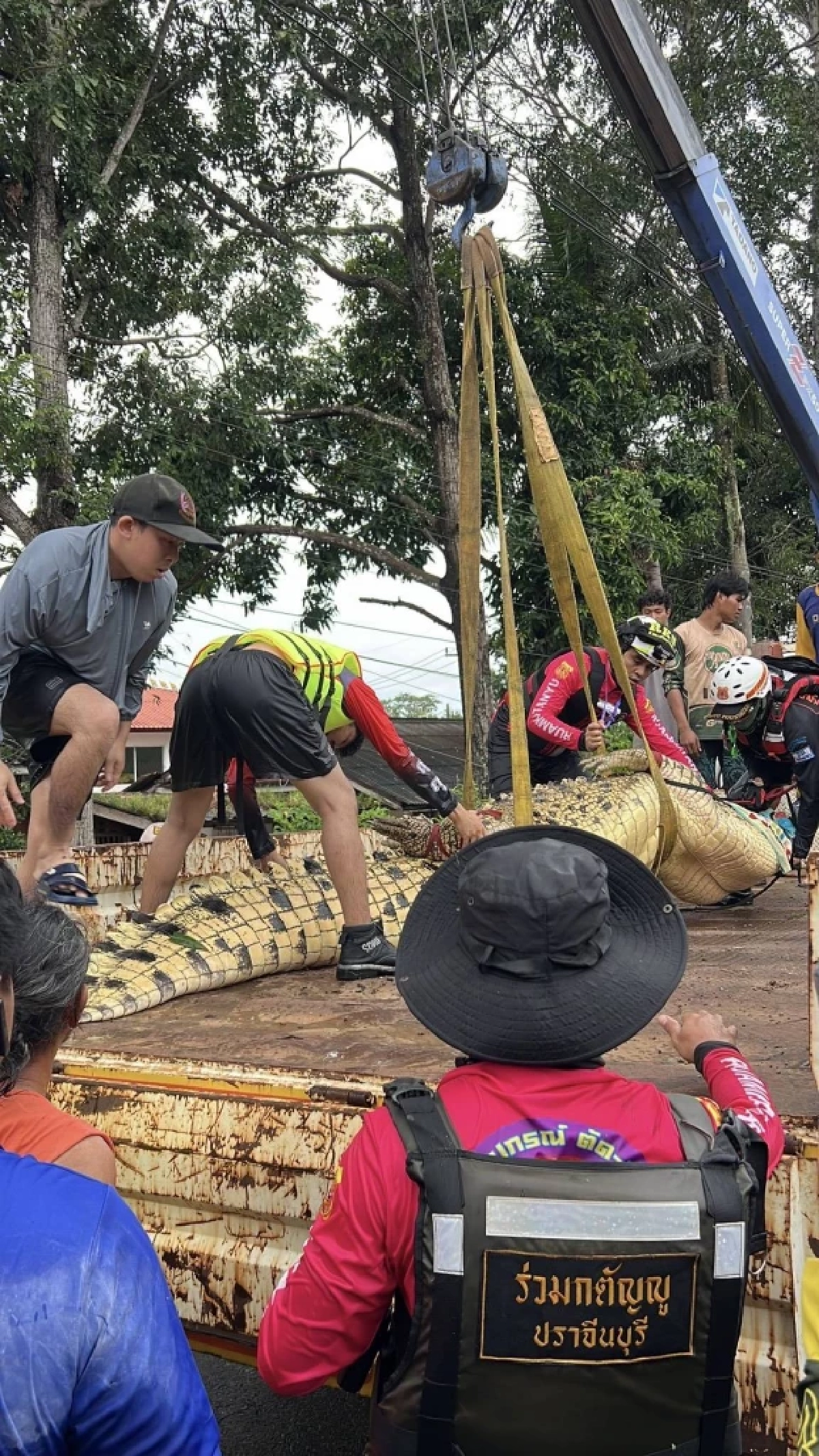 ชาวบ้านโล่งอก ย้าย "เจ้าเนื้อทอง" จระเข้ หนัก 400 กก. หนีน้ำท่วม