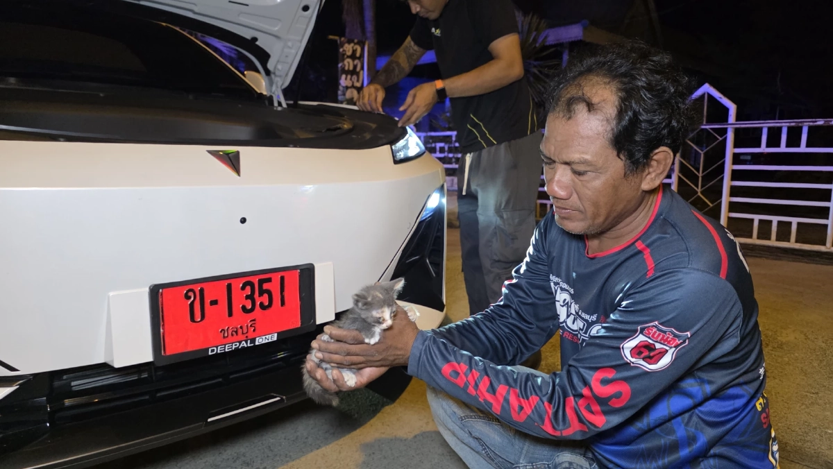เลขเด็ดงวดนี้ 16/9/69 ส่องทะเบียนป้ายแดง ลูกแมวโดดเข้ารถเก๋ง