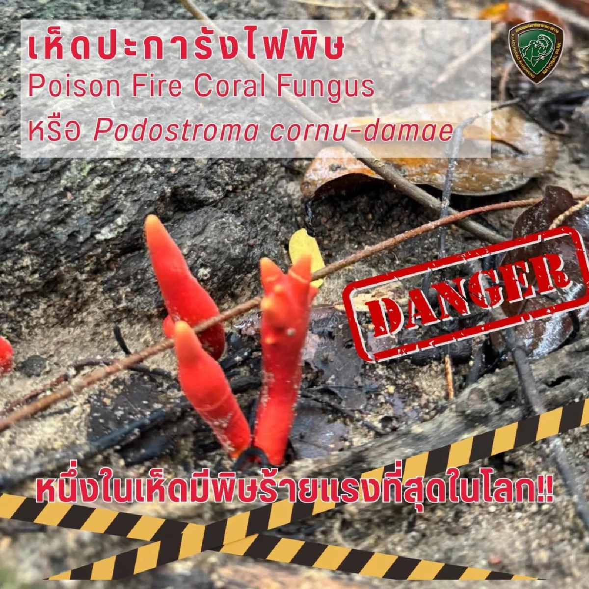 อช.เขาชะเมา-เขาวง แจ้งเตือนนักท่องเที่ยว พบเห็ดมีพิษร้ายแรง