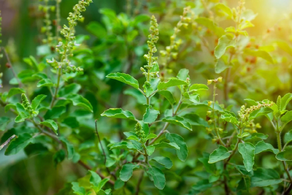 สรุปดราม่ากะเพรา! เอกชนรายใหญ่ย่องจดสิทธิ์ "กะเพราป่าแก้วจุรี" 4 สายพันธุ์