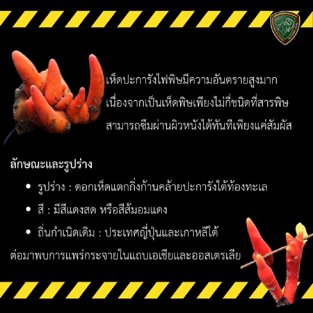 อช.เขาชะเมา-เขาวง แจ้งเตือนนักท่องเที่ยว พบเห็ดมีพิษร้ายแรง