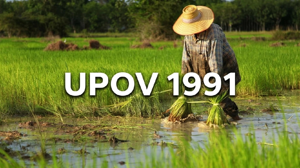 วิธีลงชื่อคัดค้าน UPOV 1991 พลังประชาชนช่วยกำหนดอนาคตเมล็ดพันธุ์ไทย
