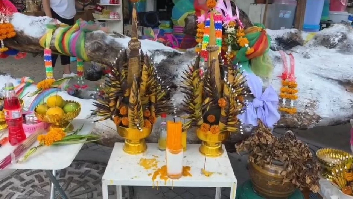 ตอแม่ตะเคียนยักษ์โผล่กลางเมือง คอหวยแห่ส่องเลขเด็ด แค่มองไฟแดงยังถูก 3 ตัวตรง