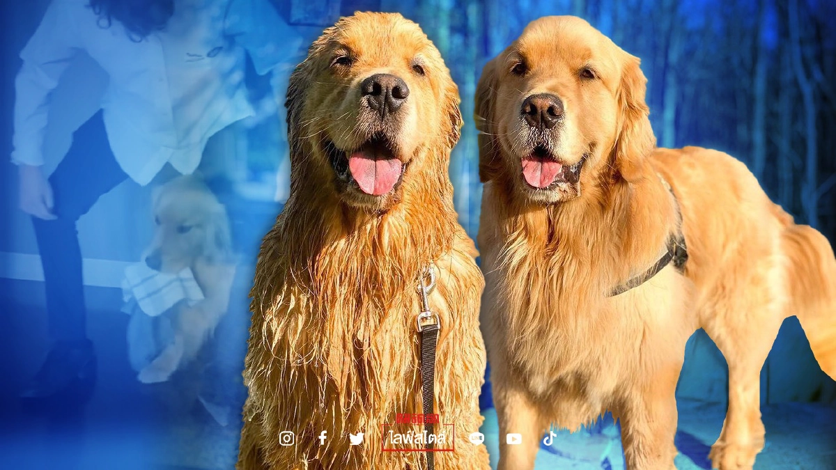 เจ้าตูบ Ster โกลเด้นตัวตลกขวัญใจ Celine Dion เจ้าตูบ Ster โกลเด้นตัวตลกขวัญใจ Celine Dion