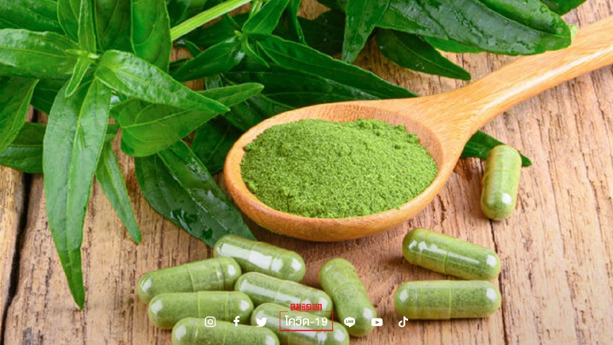 ย้ำ "ฟ้าทะลายโจร" ป้องกันติดเชื้อ โควิด-19 ไม่ได้ เตือน 3 กลุ่มต้องห้ามกิน