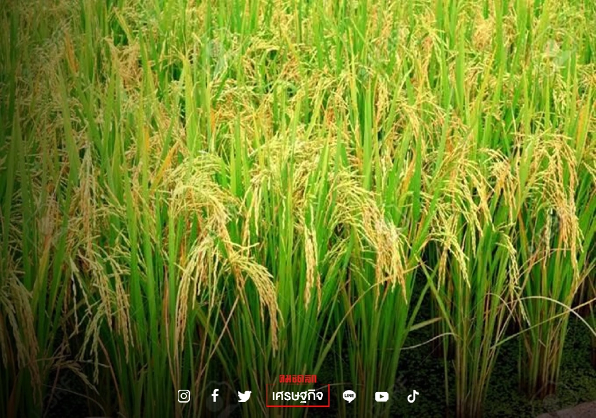 "กรมข้าว"เผยความก้าวหน้าโครงการแปลงใหญ่ฯ MOU ไปแล้วกว่า 2,000 แปลง