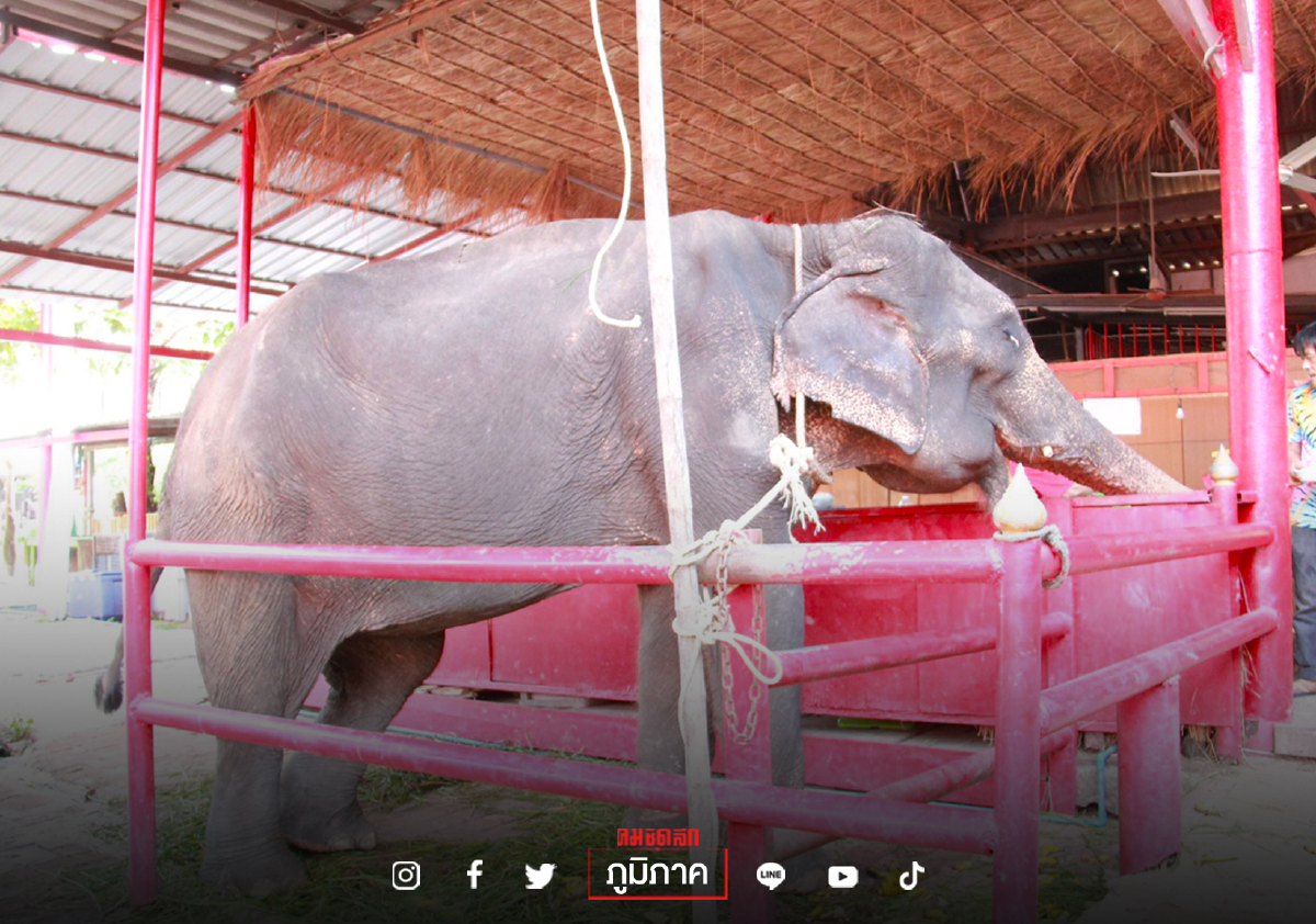 "ช้าง" ชรา พังคำหล้า มีแรงขึ้นแล้ว หลังได้รับอาหารจากผู้ใจบุญ "ช้าง" ชรา พังคำหล้า มีแรงขึ้นแล้ว หลังได้รับอาหารจากผู้ใจบุญ