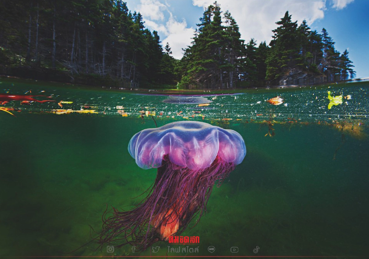 ชวนมาชม "คลังภาพ" โลกคู่ขนานระหว่างโลกกับใต้ท้องทะเล โดยช่างภาพ Nat-Geo