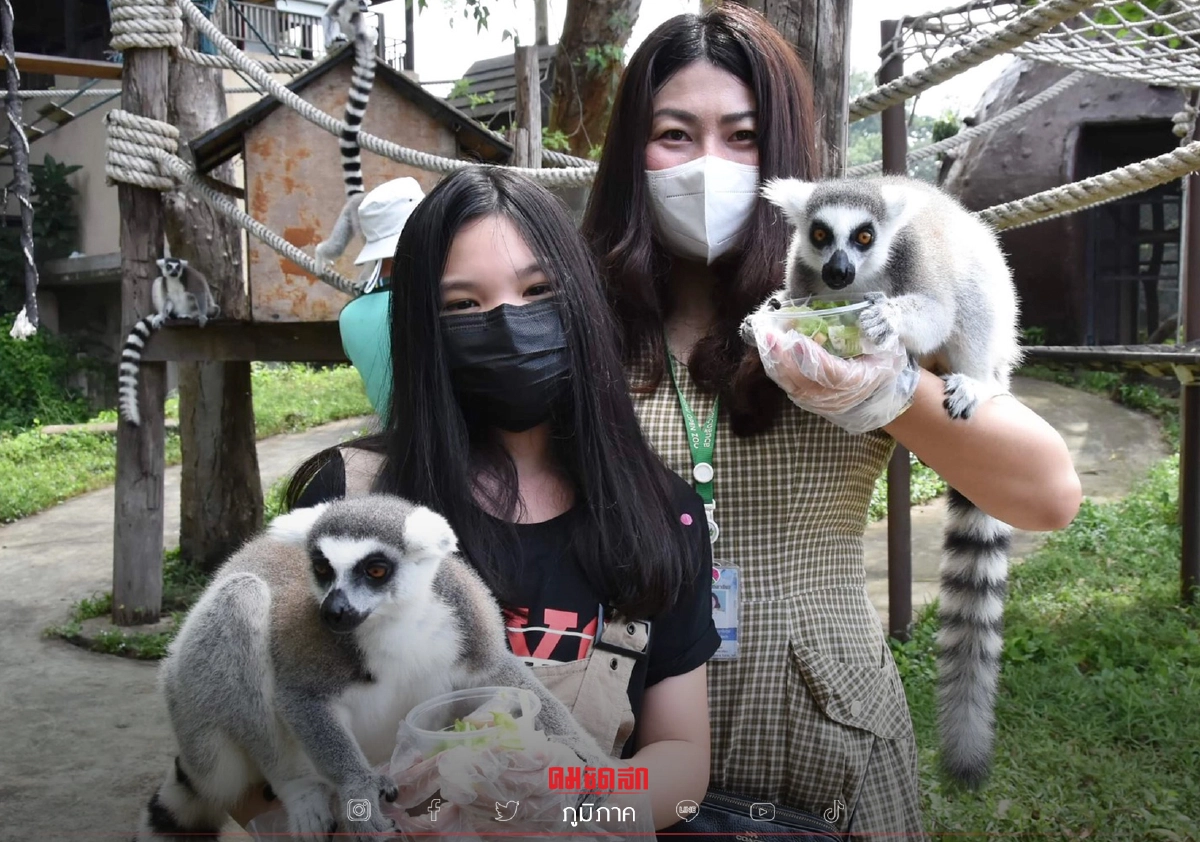 "ทัวร์เที่ยวไทย" ลีเมอร์ รีเทิร์น ใครชอบถ่ายรูปแวะมาเที่ยวกันได้ "ทัวร์เที่ยวไทย" ลีเมอร์ รีเทิร์น ใครชอบถ่ายรูปแวะมาเที่ยวกันได้