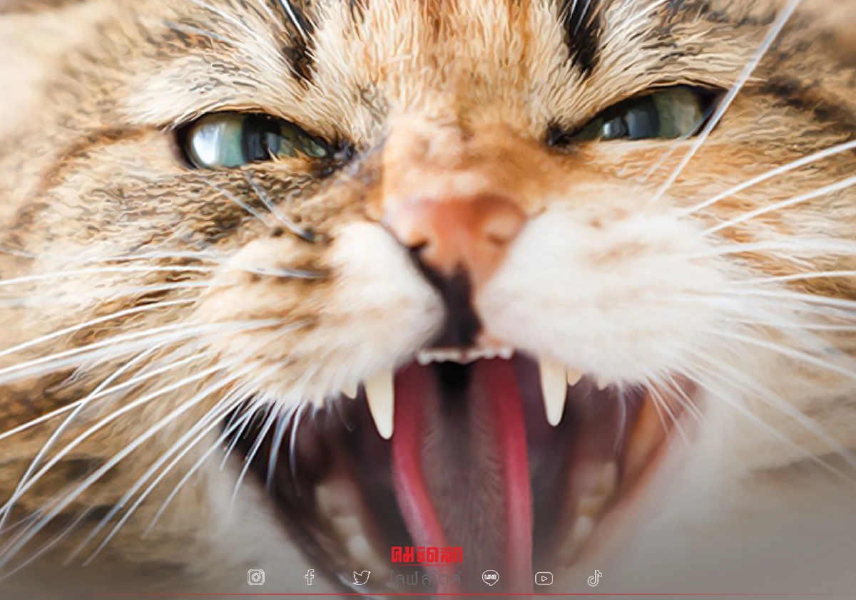 แมวซ่าบอก "ก็มาดิค้าบ" จะเสือสิงโตจระเข้ก็ไม่กลัว (คลิป) แมวซ่าบอก "ก็มาดิค้าบ" จะเสือสิงโตจระเข้ก็ไม่กลัว (คลิป)