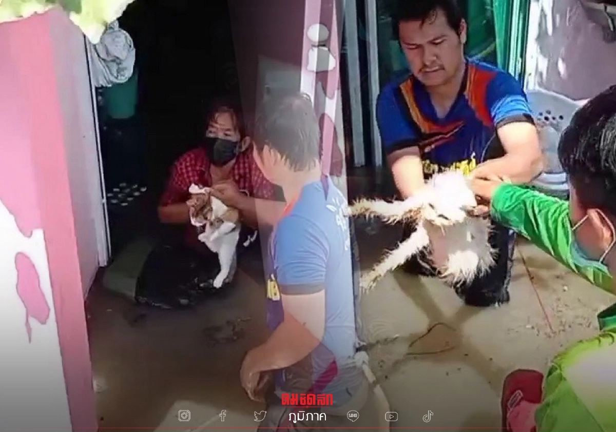 บ้าน "น้ำท่วม" เร่ง จนท.ช่วยแมว 11 ชีวิต ให้ปลอดภัย ข้าวของอื่นค่อยขนทีหลัง บ้าน "น้ำท่วม" เร่ง จนท.ช่วยแมว 11 ชีวิต ให้ปลอดภัย ข้าวของอื่นค่อยขนทีหลัง