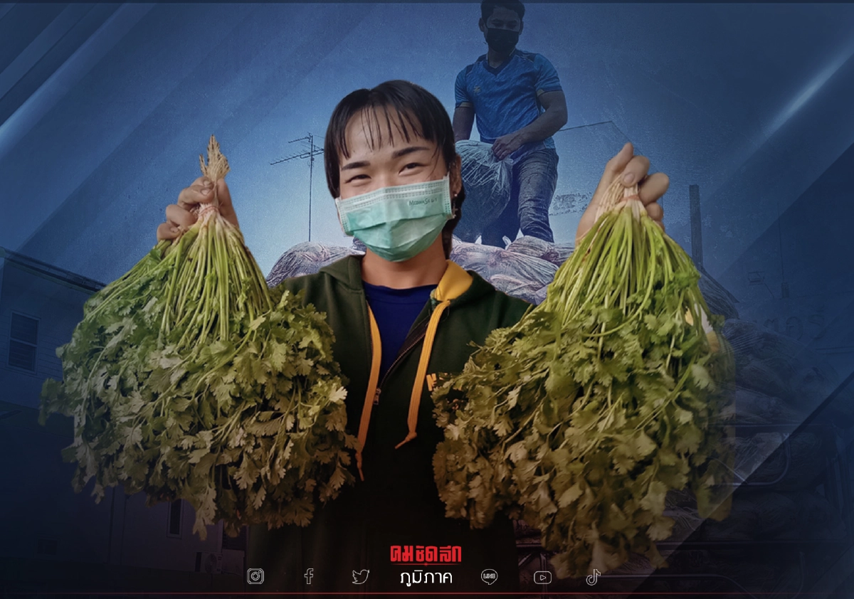 เห็นว่าผัก "ราคาแพง" เช็กกันหน่อย "ผักชี" กิโลกรัมละกี่บาท เห็นว่าผัก "ราคาแพง" เช็กกันหน่อย "ผักชี" กิโลกรัมละกี่บาท