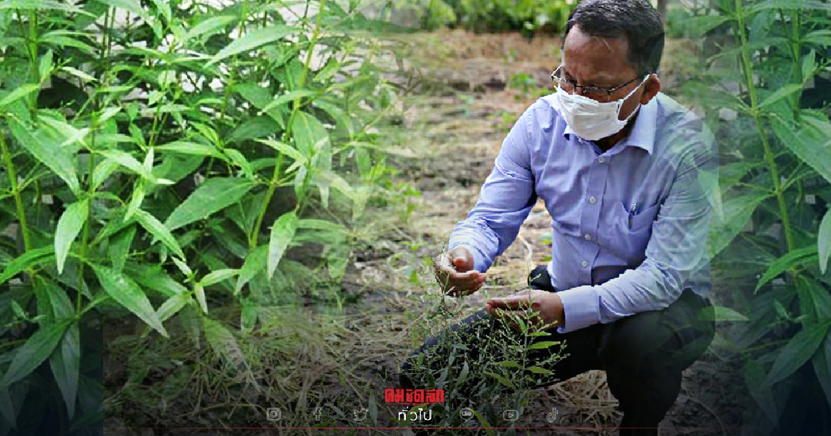 "สมศักดิ์" ห่วงพื้นที่ปลูก "ฟ้าทะลายโจร" จมน้ำ หวั่นกระทบผลิตยาแจกนักโทษ "สมศักดิ์" ห่วงพื้นที่ปลูก "ฟ้าทะลายโจร" จมน้ำ หวั่นกระทบผลิตยาแจกนักโทษ