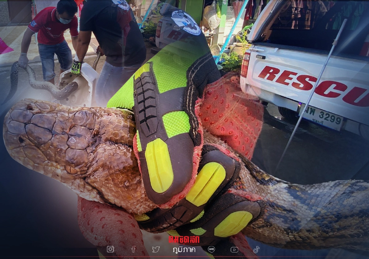 สุดสยองสาวช็อก "งูเหลือม" โผล่หัวชูคอขึ้นมาจากส้วม (มีคลิป)