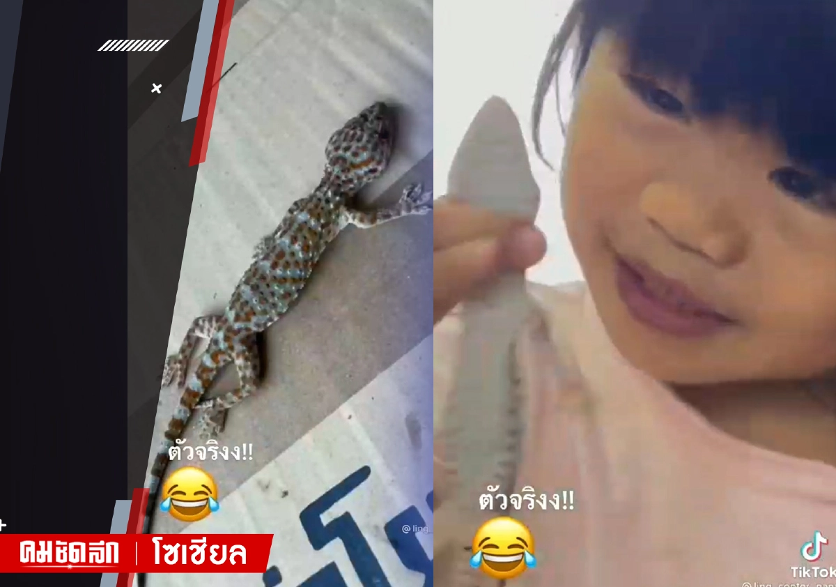 เพื่อนใหม่ค่ะแม่ "สาวน้อยใจกล้า" จับตุ๊กแกมือเปล่า เพื่อนใหม่ค่ะแม่ "สาวน้อยใจกล้า" จับตุ๊กแกมือเปล่า