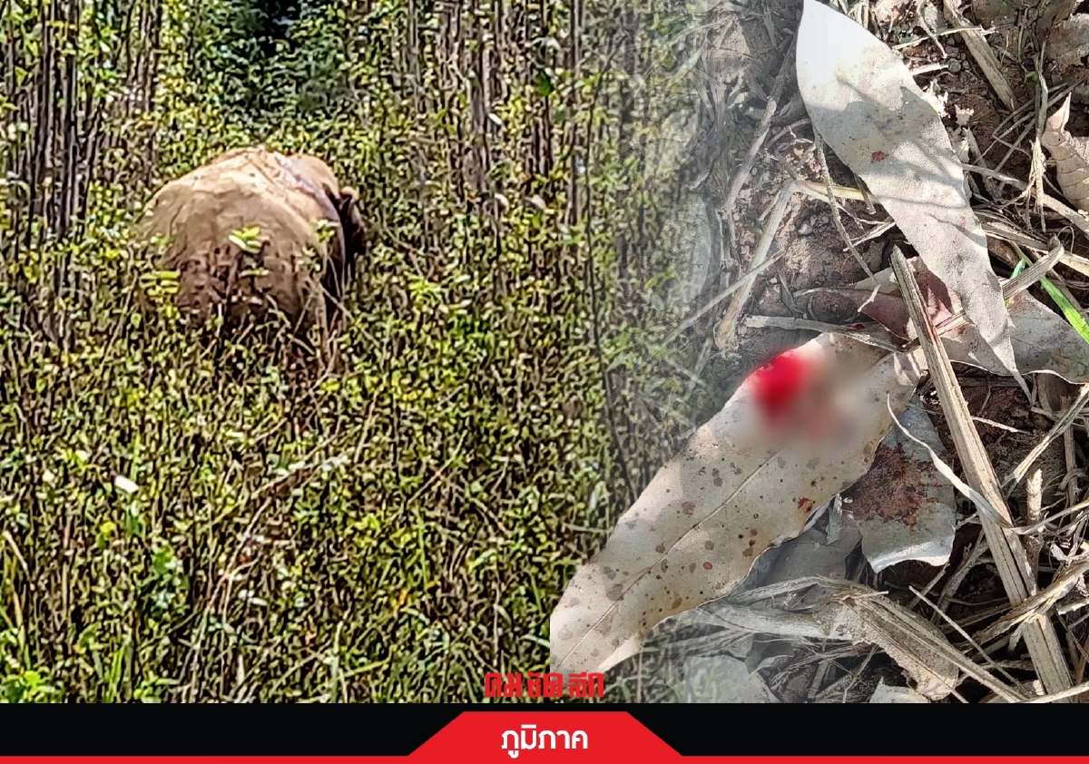 "ช้างป่า" ถูกยิง เจ็บสาหัส สัตวแพทย์เร่งประเมินอาการรักษา (มีคลิป) "ช้างป่า" ถูกยิง เจ็บสาหัส สัตวแพทย์เร่งประเมินอาการรักษา (มีคลิป)
