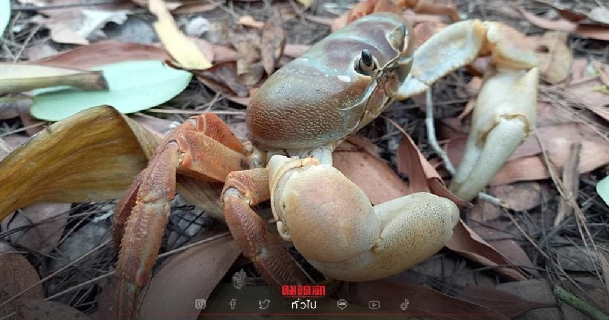 ปล่อย "ปูไก่" ปูใกล้ศูนย์พันธ์ุ พลเมืองดีนำส่ง อุทยานแห่งชาติฯ จ.ภูเก็ต