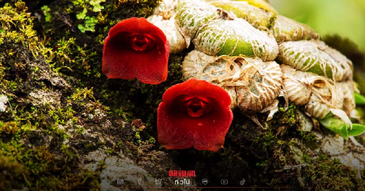 ออกดอกสวยสีแดง "เอื้องรังนกไทยทอง" ทั่วดอยหัวหมด ป่าอุ้มผางเท่านั้น