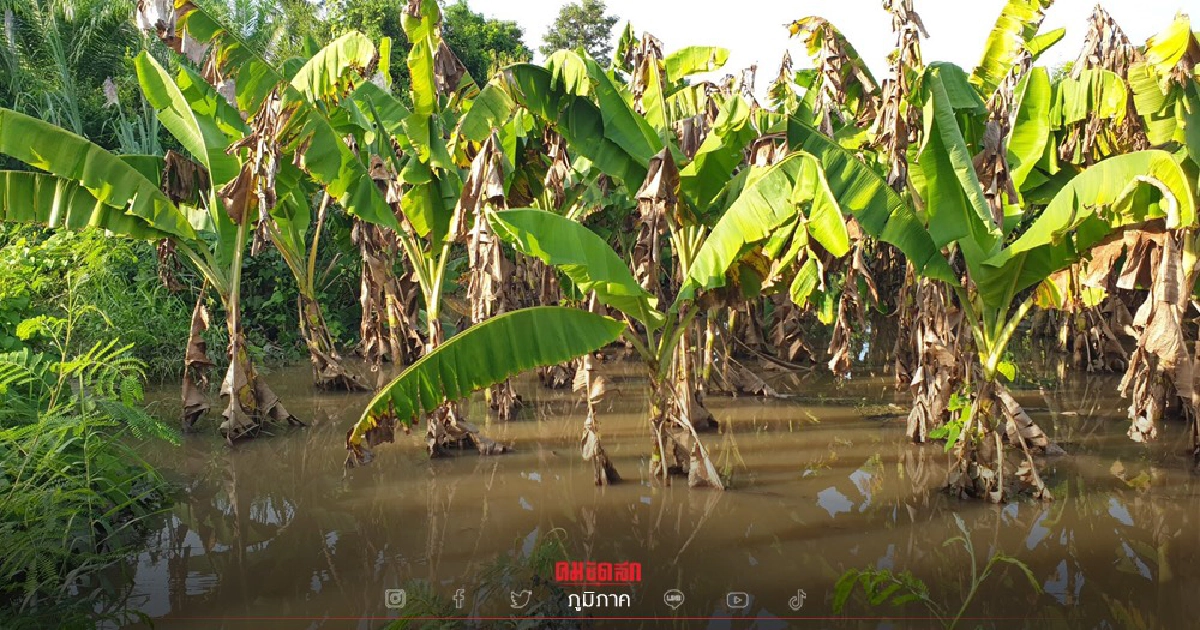 กล้วยขาดตลาดแน่ สวน "กล้วยหอมทอง" กล้วยน้ำว้า จ.เพชรบุรี จมน้ำ หลายร้อยไร่