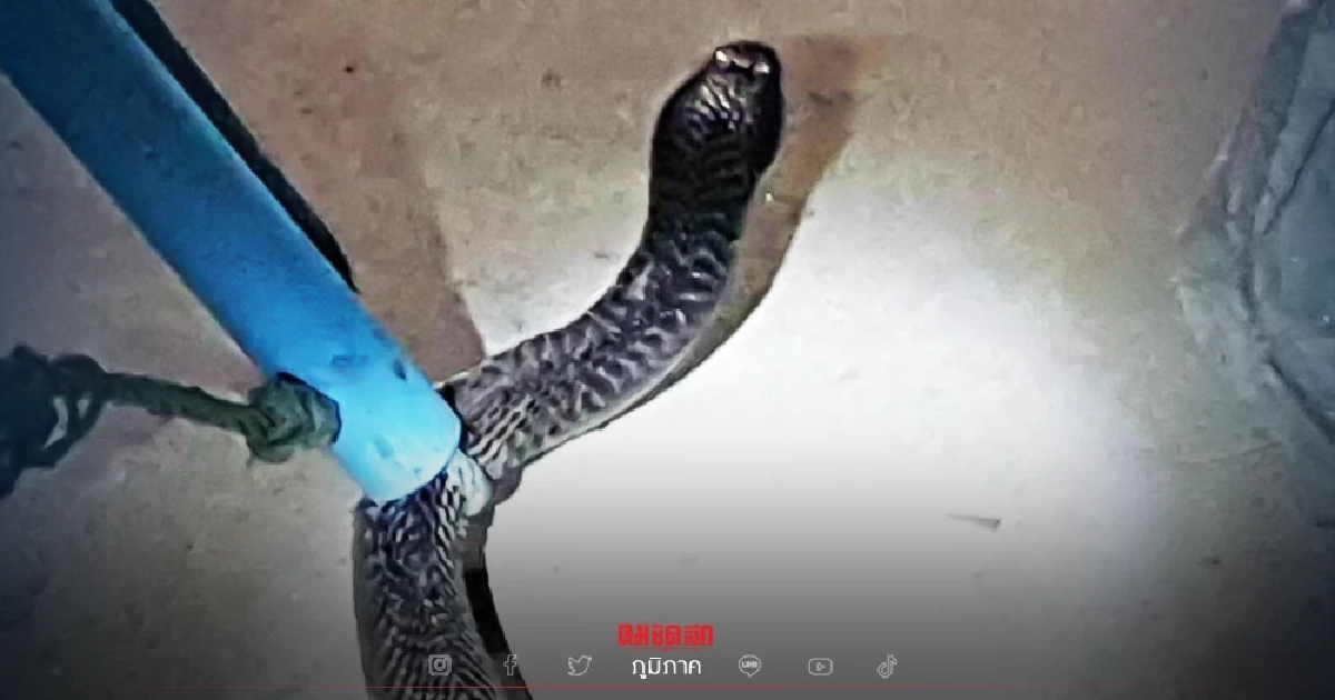 ยาย เกือบโดน "งูฉก" หลังอาบน้ำ เตรียมออกไปงาน "ลอยกระทง" เมื่อคืน