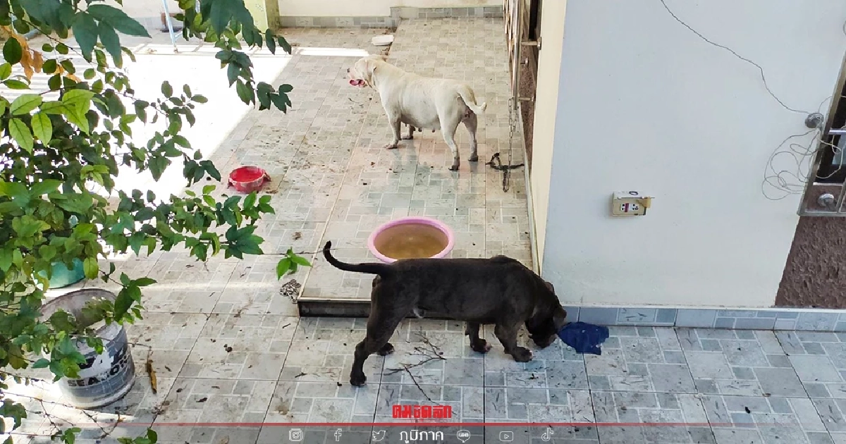 เจ้าของบ้านโอดครวญ "ผู้เช่า" ค้างค่าเช่า ทิ้ง "พิทบูล" ไว้เป็นภาระอีก 2 ตัว