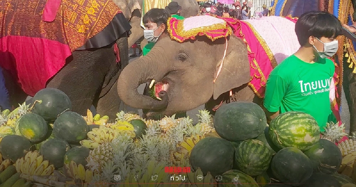 "บุฟเฟ่ต์น้องช้าง" เมืองสุรินทร์ หนูขอหม่ำก่อน ฝรั่ง-ไทย แห่เลี้ยงอาหาร