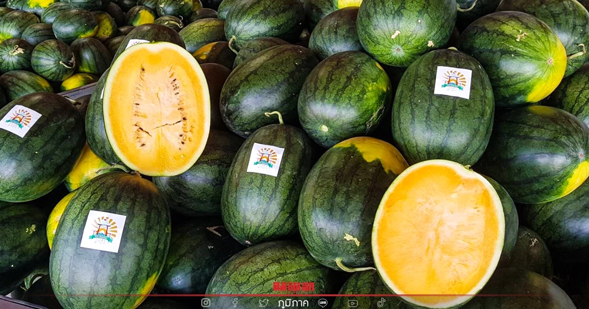 แตงโมโอะฮิซามะ แตงโมไทย เตรียม "ส่งออก" ญี่ปุ่น