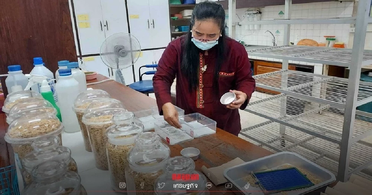 มุ่งผลิต "เมล็ดพันธุ์" ได้มาตรฐานรองรับแรงงานกลุ่มได้รับผลกระทบ COVID-19