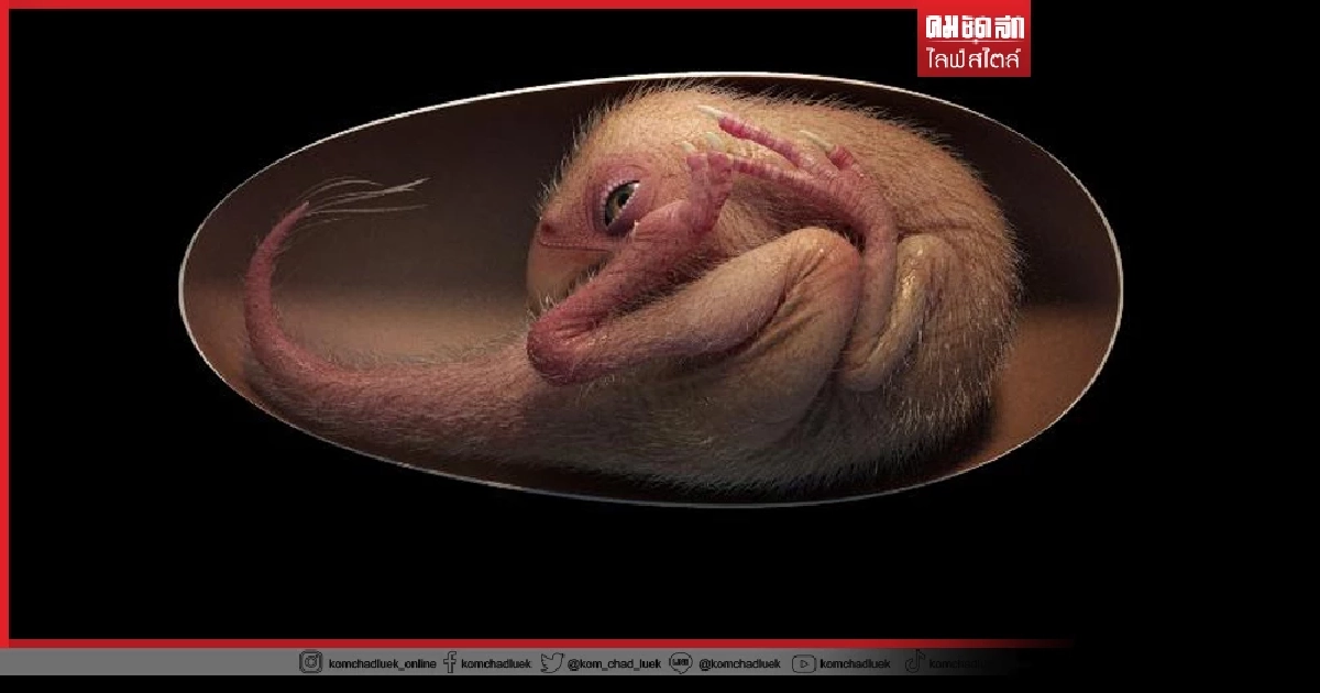 เป็นไปได้! จีนพบ "ฟอสซิล" ไข่ 70 ล้านปี แต่สภาพตัวอ่อนอยู่ครบ