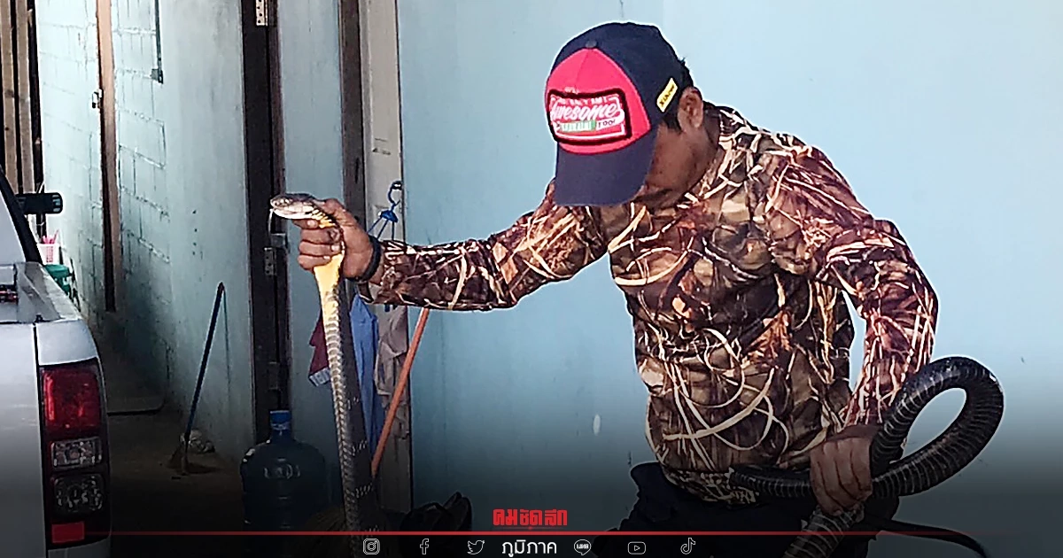 เลขเด็ดงวดนี้ 17/1/65 "งูจงอางยักษ์" คอหวยส่องเลขบ้าน โชคดีจับตัวได้ก่อน