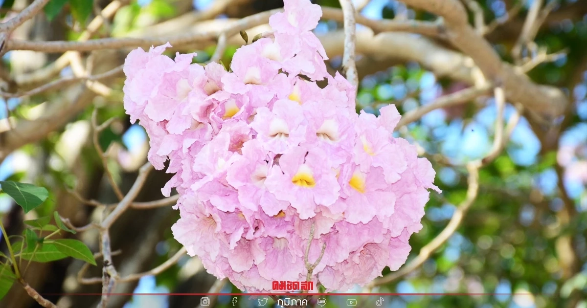 บานแล้ว "ชมพูพันธุ์ทิพย์" ที่ ม.เกษตร กำแพงแสน