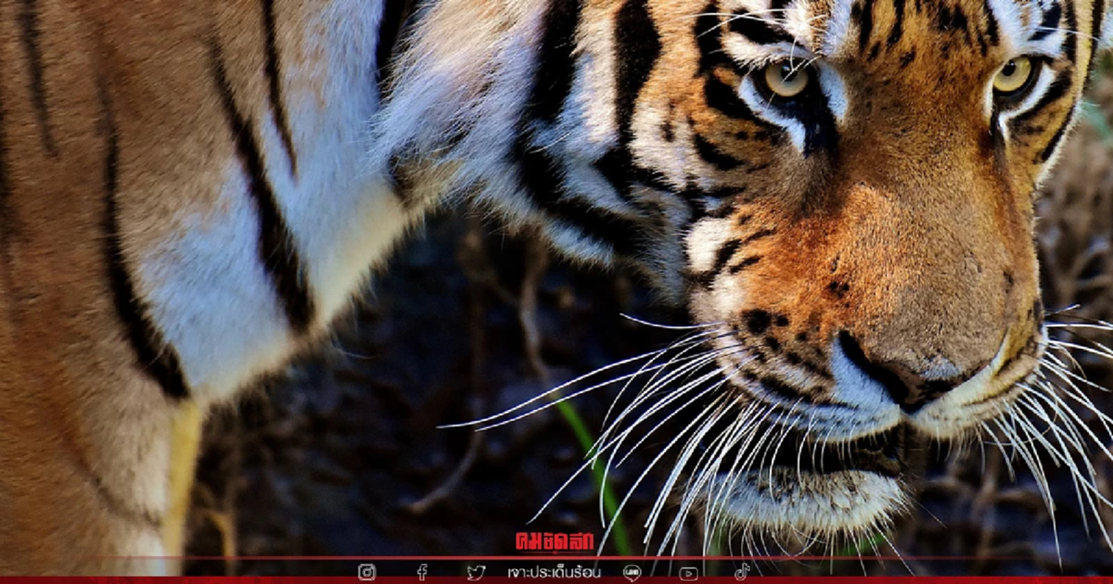 เผยสาเหตุ การเพาะ "เสือโคร่ง" เพื่อขาย ไม่อาจช่วยลดการล่าในป่าได้