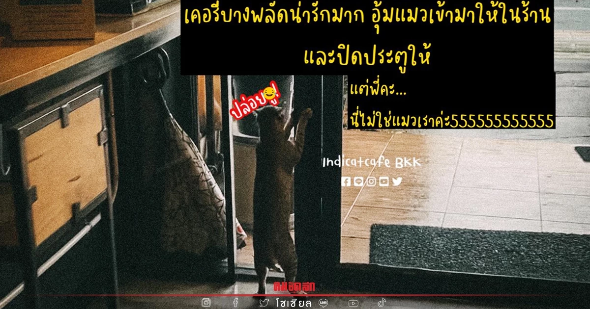คาเฟ่ "แมว" โพสต์ ขนส่ง ใจดี อุ้มแมวหน้าร้านเข้าข้างใน คดีพลิก ชาวเน็ตฮาสนั่น คาเฟ่ "แมว" โพสต์ ขนส่ง ใจดี อุ้มแมวหน้าร้านเข้าข้างใน คดีพลิก ชาวเน็ตฮาสนั่น