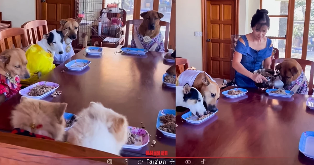 แห่แชร์ "น้องหมา" แต่งตัวจัดเต็ม นั่งกินข้าวโต๊ะอาหาร เป็นระเบียบ น่าเอ็นดู