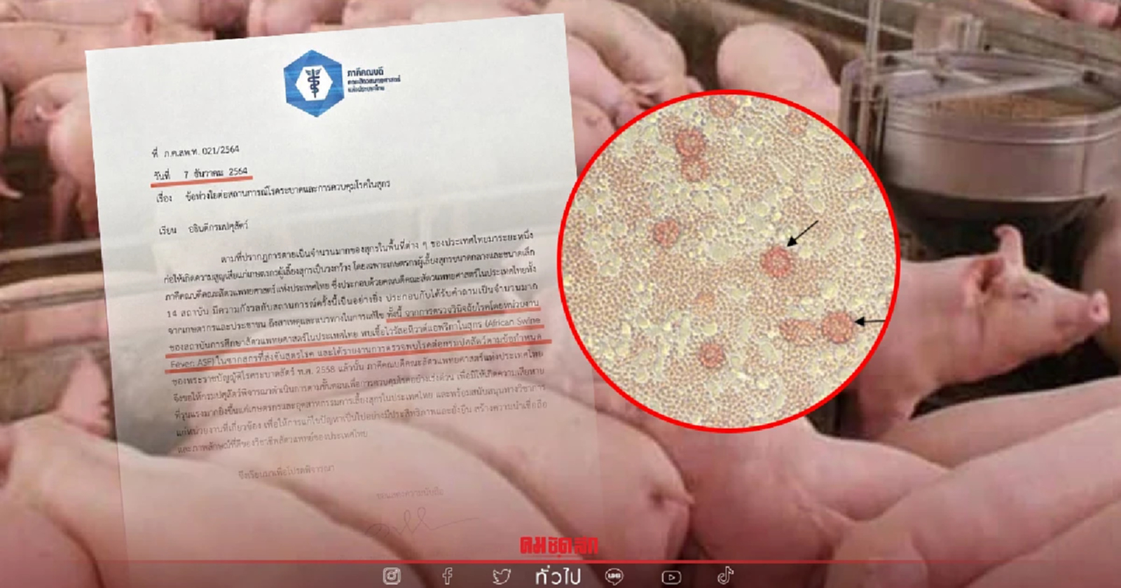ด่วน เปิดเอกสารสำคัญ ตรวจพบหมูเป็นโรคอหิวาต์แอฟริกาปีที่แล้ว ลุกลามหมูแพง