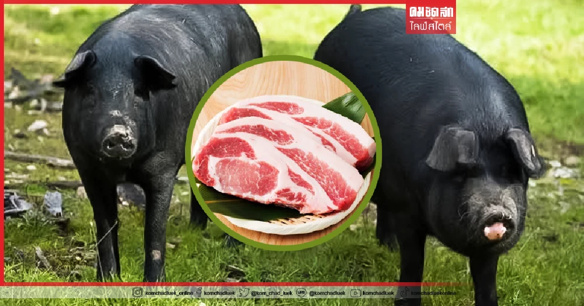 ที่มาความอร่อย "หมูคุโรบุตะ" ราชันย์แห่งเนื้อหมู ที่มาความอร่อย "หมูคุโรบุตะ" ราชันย์แห่งเนื้อหมู