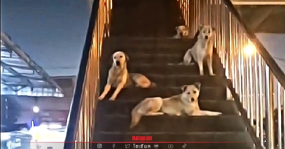 "หมา" มาเฟียคุมสะพานลอย งานนี้คนอย่างเราจะเสี่ยงหรือหลบ (คลิป) "หมา" มาเฟียคุมสะพานลอย งานนี้คนอย่างเราจะเสี่ยงหรือหลบ (คลิป)