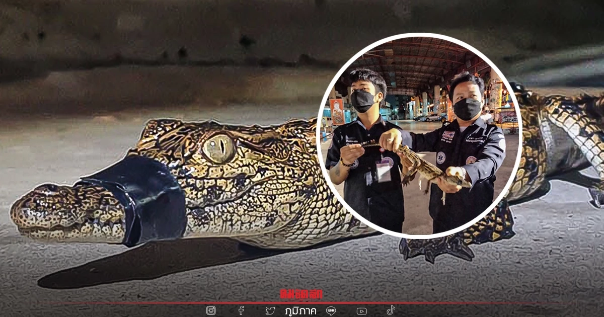 นั่งตกเบ็ดได้ "ลูกจระเข้" แจ้งเจ้าหน้าที่ มารับตัวกลับไปด้วย