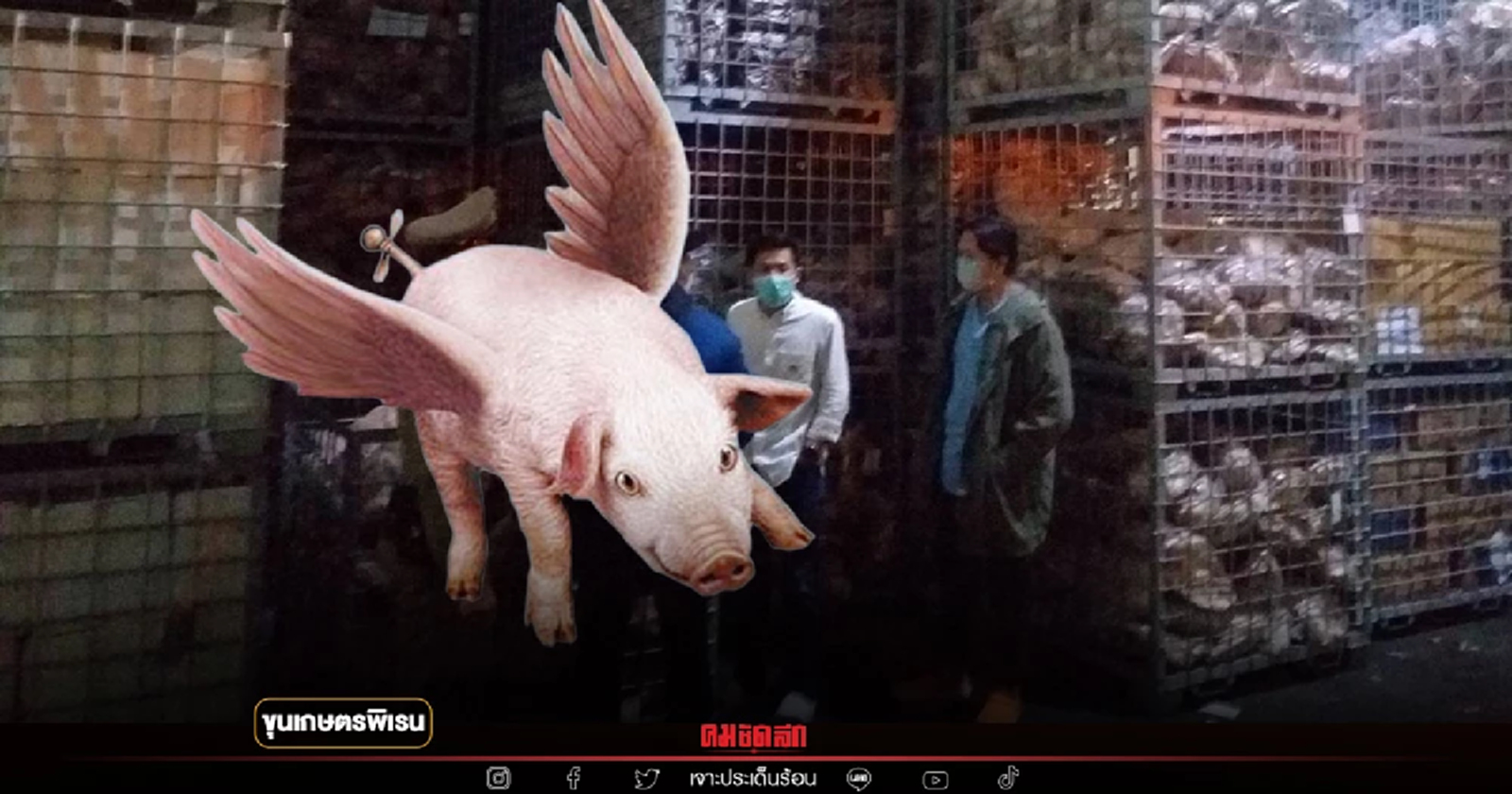 เกิดมาเพิ่งเคยเจอ "หมูสันนอกติดปีก"สต๊อกหมูจากราชบุรีดันไปโผล่สมุทรสาคร