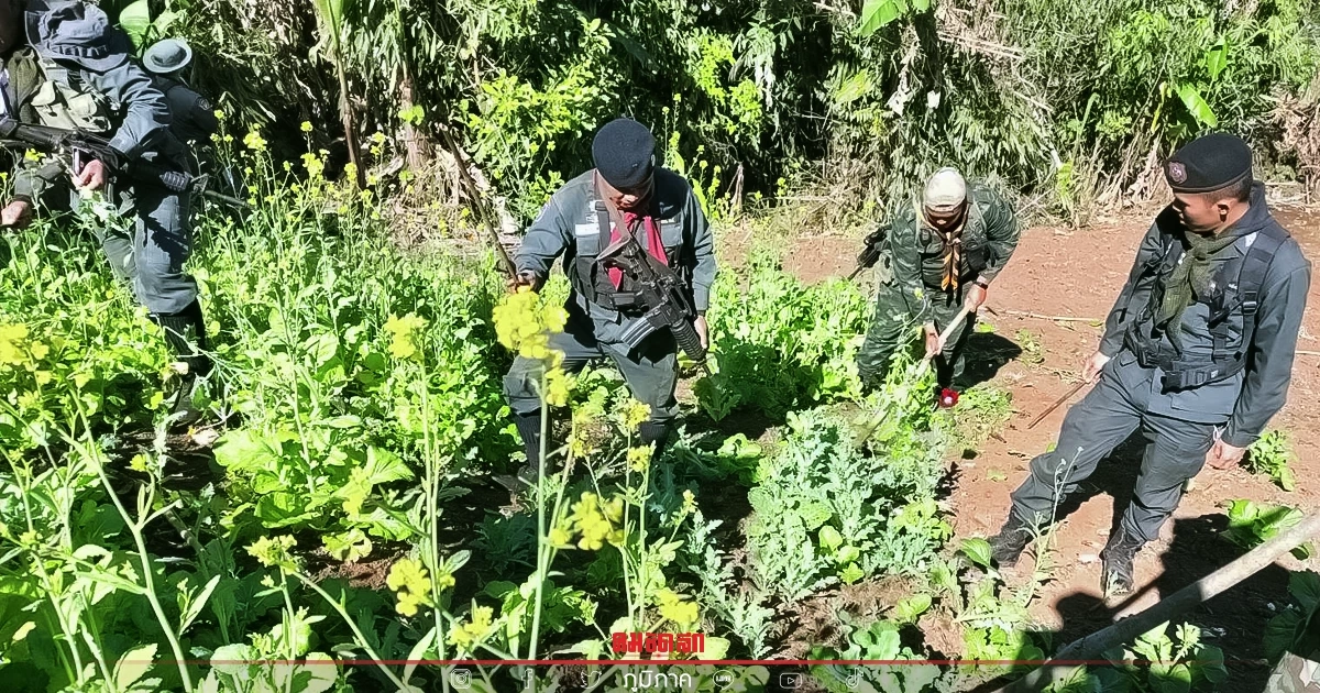 ปราบไม่หมด เจ้าหน้าที่ อช.สนธิกำลัง ตชด. ตัดทำลายไร่ฝิ่นเขตอุ้มผาง