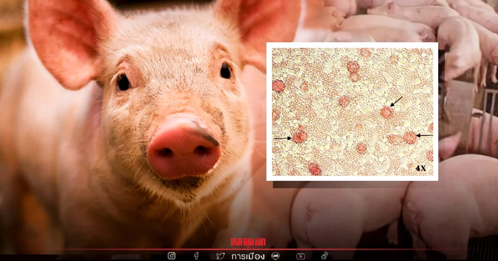 ชำแหละ หมูแพง จับรัฐขึ้นเขียง ผ่าพิสูจน์"โรคอหิวาต์ฯหมู ASF "เป็นอย่างไรแน่