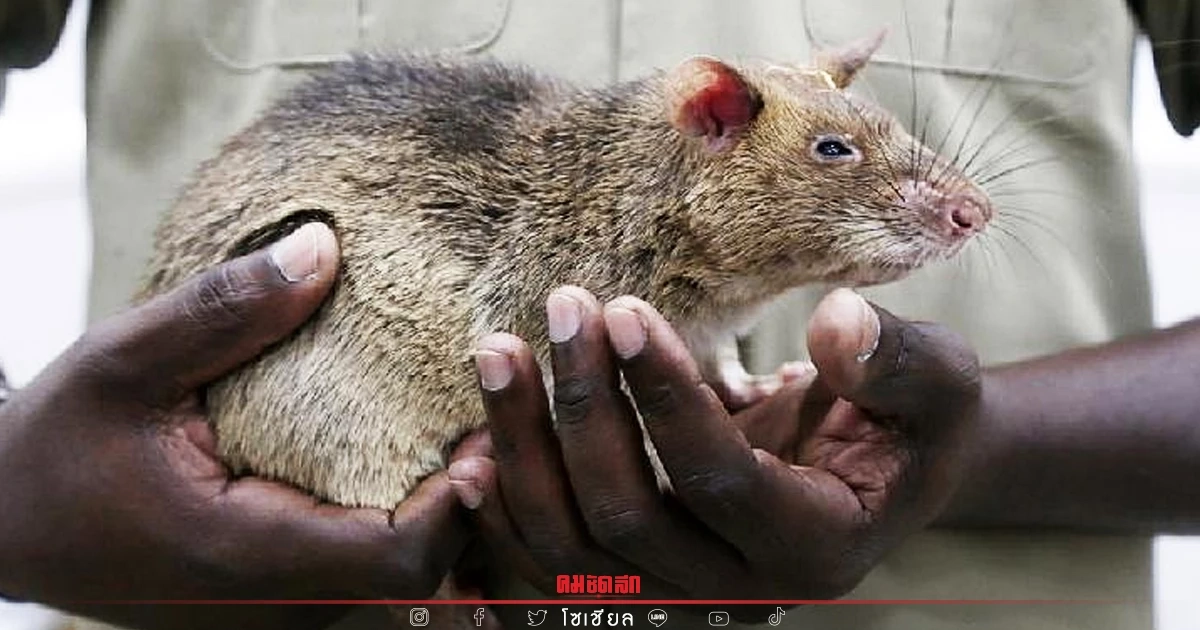 "ฮีโร่" หนูกู้กับระเบิดนับร้อยจนได้เหรียญกล้าหาญ ตายอย่างสงบแล้วในวัย 8 ปี