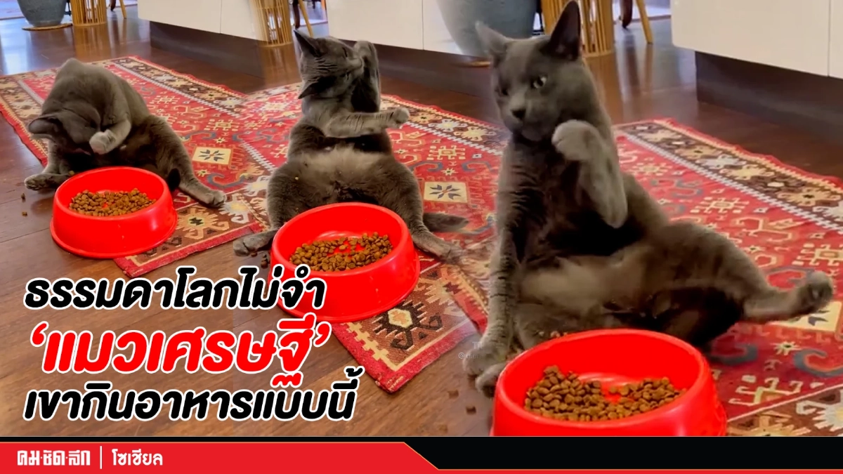 (คลิป) ธรรมดาโลกไม่จำ "แมวเศรษฐี" เขากินอาหารแบบนี้ (คลิป) ธรรมดาโลกไม่จำ "แมวเศรษฐี" เขากินอาหารแบบนี้