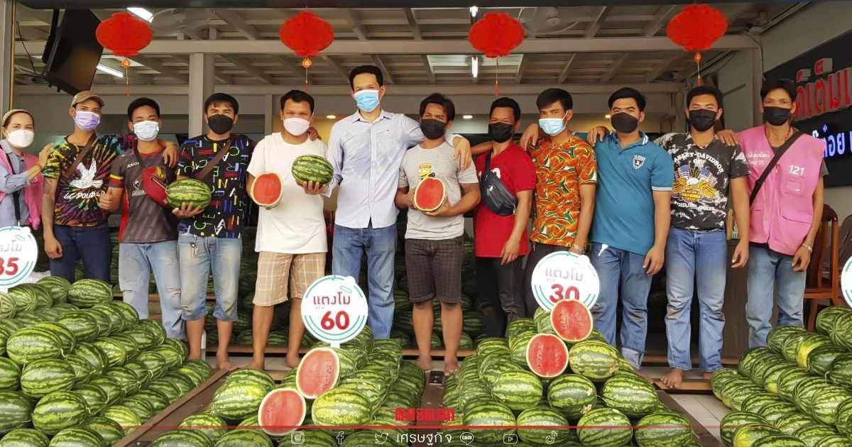 สุดอึ้ง อาชีพทีมโยนคัดแยก "แตงโม" รับวันละ 8 พัน สร้างรายได้หลักแสนต่อเดือน