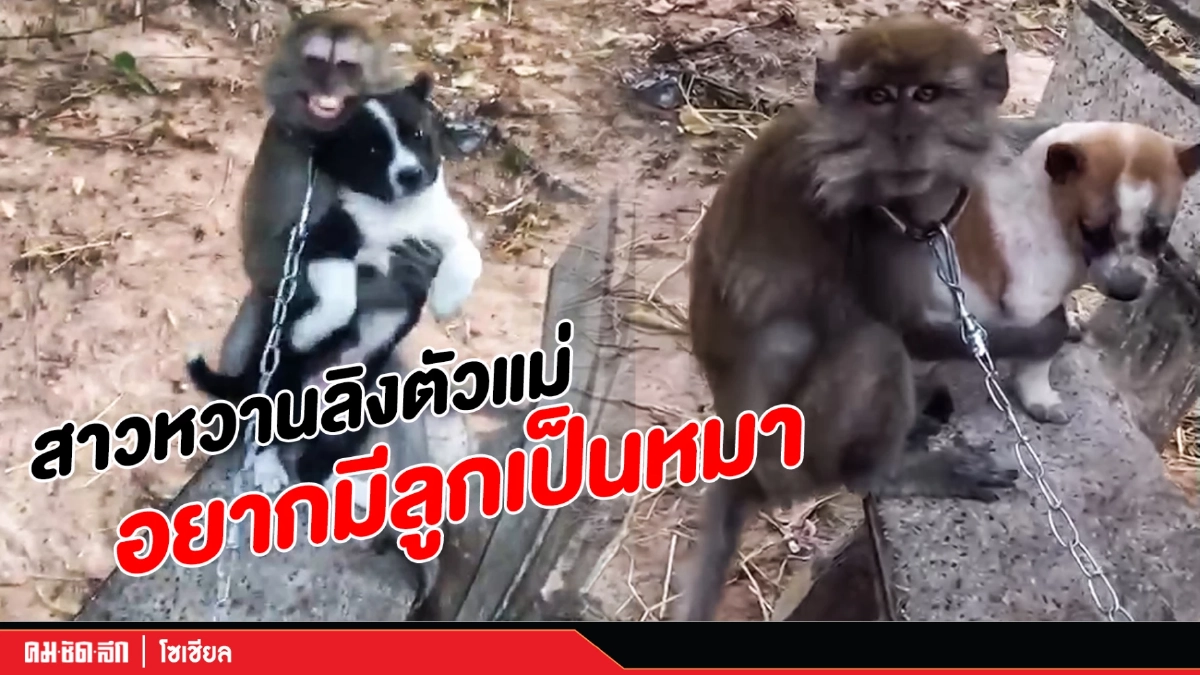 จะเป็นยังไงเมื่อสาวหวาน "ลิง" ตัวแม่อยากมีลูกเป็น "ลูกหมา" จะเป็นยังไงเมื่อสาวหวาน "ลิง" ตัวแม่อยากมีลูกเป็น "ลูกหมา"
